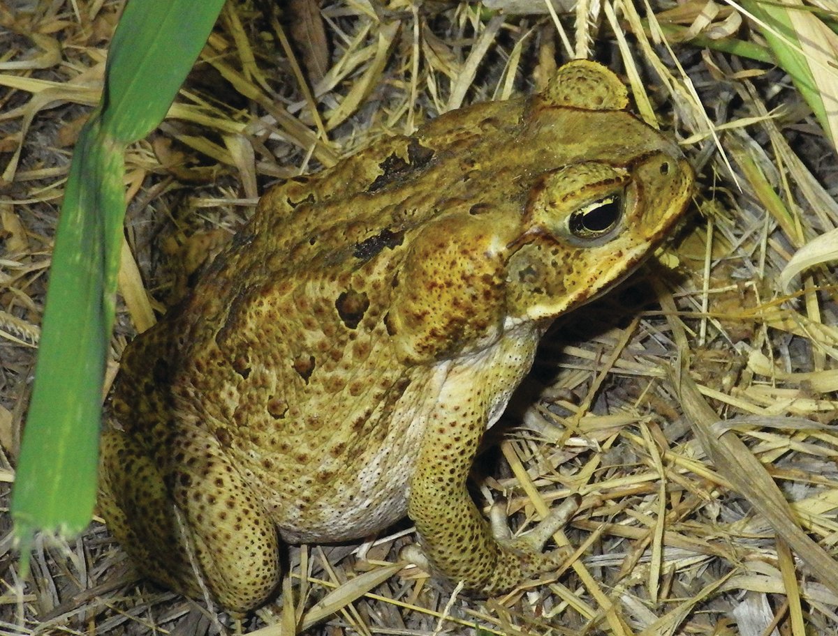 The large Cane Toad consumes smaller amphibians and competes with natives for food. It also secretes toxins dangerous to pets and wildlife.